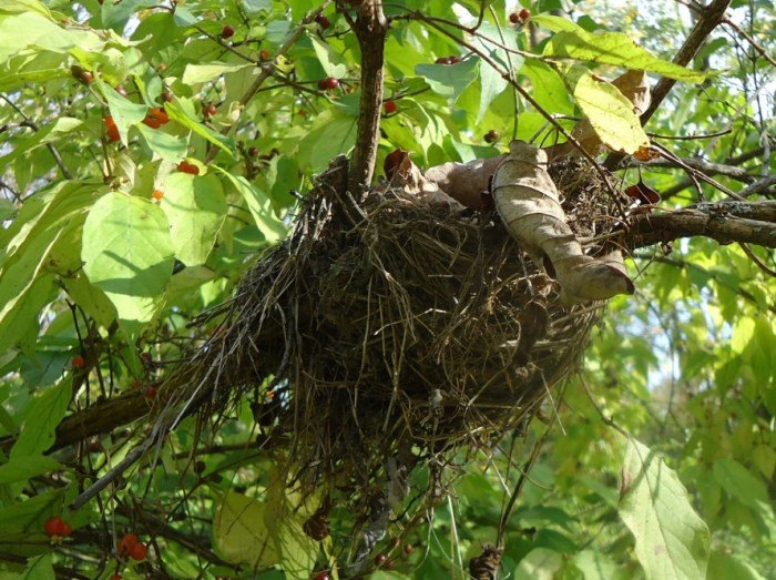 Nest Cam outdoor battery life and weather resistance testing